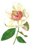 magnolia